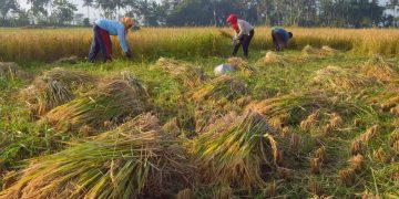 Sejumlah pekerja memanen padi di persawahan Desa Sirnoboyo, Kebonagung, Pacitan, Jatim, Selasa (1/4). Saat ini di wilayah tersebut memasuki musim panen raya padi, dan harga gabah kering sawah saat ini Rp 3.500/kg. ANTARA FOTO/Siswowidodo/ed/pd/14
