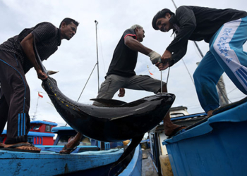 Pekerja membongkar muat ikan tuna kualitas ekspor hasil tangkapan nelayan di tempat pendaratan ikan Ulee Lheu, Banda Aceh, Aceh, Minggu (21/11/2021). Kementerian Kelautan dan Perikanan (KKP) menyebutkan wilayah perairan Indonesia memiliki potensi ikan tuna yang cukup besar dengan volume ekspor ke pasar global berkisar 180 hingga 195 ribu ton lebih setiap tahunnya. ANTARA FOTO / Irwansyah Putra/hp.